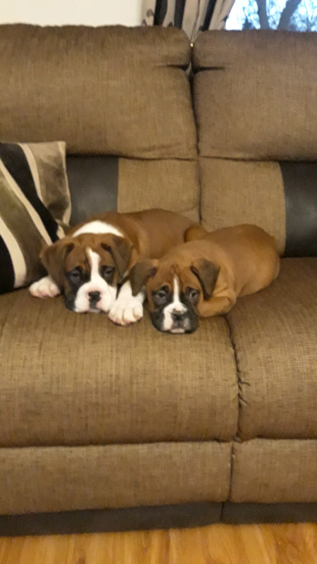 gumtree boxer puppies for sale